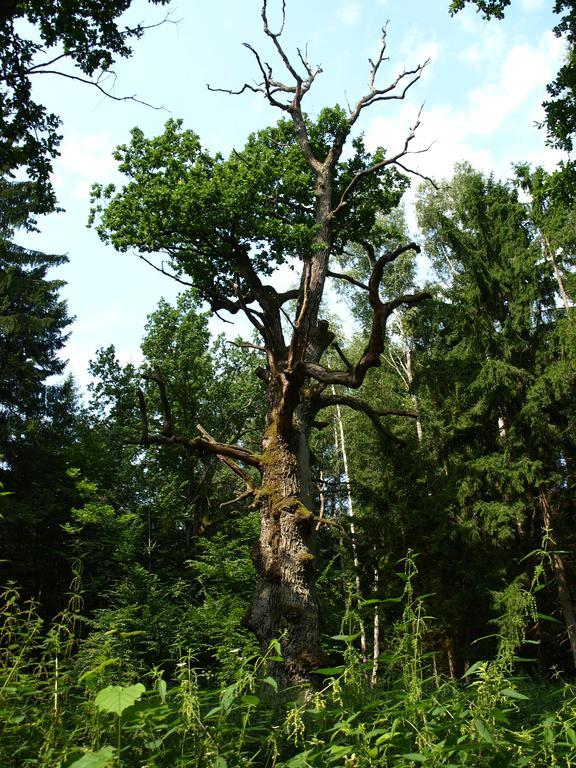 Kwiatowa Zagroda Białowieża المظهر الخارجي الصورة