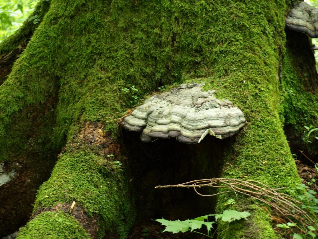 Kwiatowa Zagroda Białowieża المظهر الخارجي الصورة