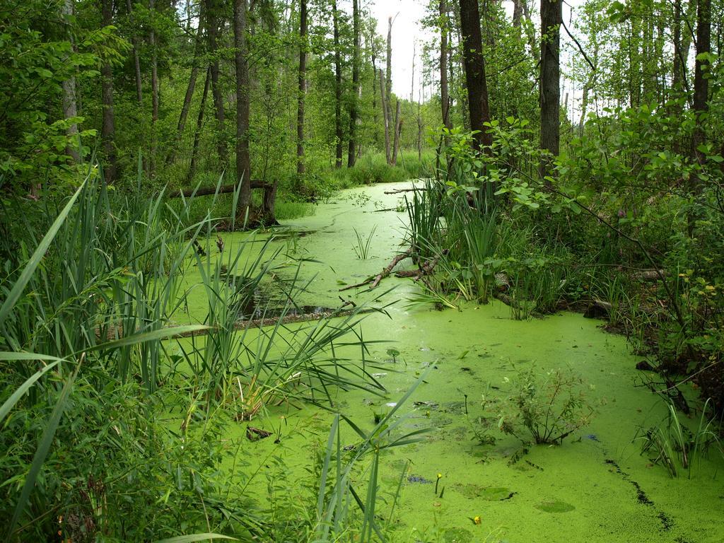 Kwiatowa Zagroda Białowieża المظهر الخارجي الصورة